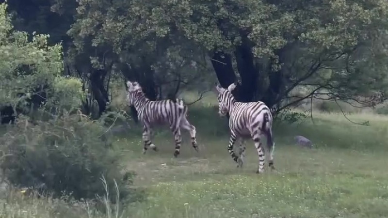 Кадр из видео