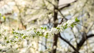 Постепенное потепление: какой будет погода в Казахстане 24 мая