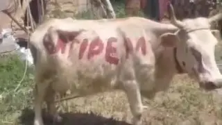 Видео с коровой и надписью “Өлтіремін“ обсуждают в Казахстане