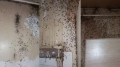 Квартира из фильма ужасов - нашествие насекомых в Актау попало на видео