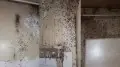Квартира из фильма ужасов - нашествие насекомых в Актау попало на видео