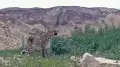 Мангистауский леопард совершил 450-километровый марш-бросок в поисках самки