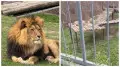 Льва забросали камнями в зоопарке Алматы