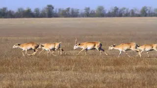 Карагандинские фермеры опасаются нового нашествия сайгаков