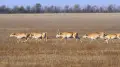 Карагандинские фермеры опасаются нового нашествия сайгаков