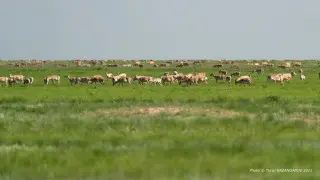 В Казахстане второй год подряд будут регулировать численность сайгаков