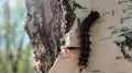Опасный вредитель уничтожил тысячи гектаров леса на севере Казахстана