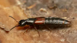 Малознакомый казахстанцам жук едва не убил туристку