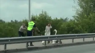 Движение на дороге остановили ради семьи лебедей. Видео растрогало Казнет