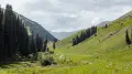 Ожоги, укусы и ядовитые грибы - чего опасаться туристам в горах Алматы