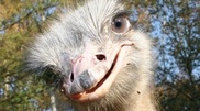 10th anniversary of Kazakhstan ostriches