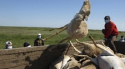 Massimov discussed saiga mortality in western Kazakhstan