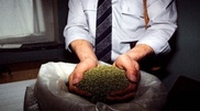 Smoking mixtures equated to drugs in Kazakhstan