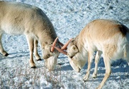 Veterinary laboratory confirms pasteurelosis as the cause of dieoff of saiga antelopes in Kazakhstan