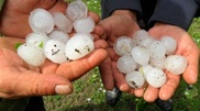 13-cm hail damaged fields and killed cattle in East Kazakhstan