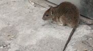 Kyrgyz rats armigrating to South Kazakhstan