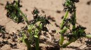 Tajik locusts threaten Kazakhstan crops