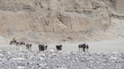 Italian camp became a new advance camp for K2 expedition