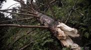 Fir trees fallen by the storm in Almaty to be used as animal fodder
