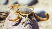Up to 20 people apply to Shymkent hospitals with scorpions bites every day
