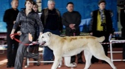 Alabai from Karaganda won the title of Young World Champion in Paris