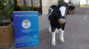 Kazakh meat king advises against American beef 
