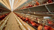 Nursultan Nazarbayev to visit egg plant in Akmola Oblast on August 8 
