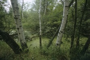 Chemist from Petropavlovsk invented birch make-up