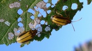 Aktobe attacked by destructive insects