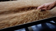 Production of agricultural crops to be reviewed in the South of Kazakhstan