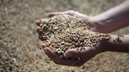Food Corporation to buy 5 million tons of new harvest grain