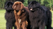Dogs to help Karaganda children with ICP