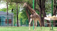 Chimkent zoo got a giraffe
