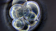 Kazakhstan to introduce criminal liability for human cloning