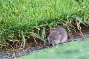 Rats occupied Astana