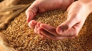 JV with RusAgroTrans of Russia to export grain to be launched by the end of the year