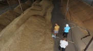 Kazakhstan to export 1 million tons of grain a month