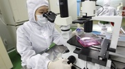 Kazakhstan geneticist bred embryo of chicken with crocodile's head