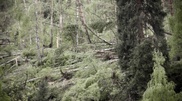 Avalanches threaten Almaty because of trees fallen by storms