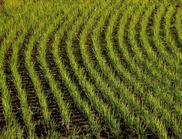 The flood-tolerant rice to be grown in Bangladesh