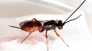 Insects from Kazakhstan to help Australia save millions of dollars