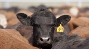 Negligence to small farmers threatening cattle breeding in Kazakhstan