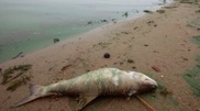 Cyanides in river pose threat for citizens of East Kazakhstan