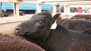 Australian cows arrived in Kazakhstan