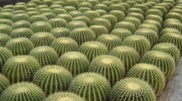 Astana sells patriotic cactuses prior independence anniversary