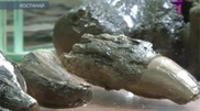 Dinosaur remains were found in Kostanay oblast