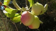 Apple trees from Kazakhstan were planted in Manhattan