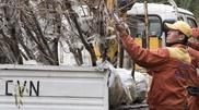 16,000 trees and bushes planted in Almaty in 2012