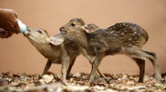 Shymkent Zoo is baby-booming 