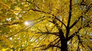 Yessimov answers critics over cutting down trees in Almaty 